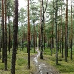 Amerykanie podbijają Europę – biegi przełajowe w Edynburgu