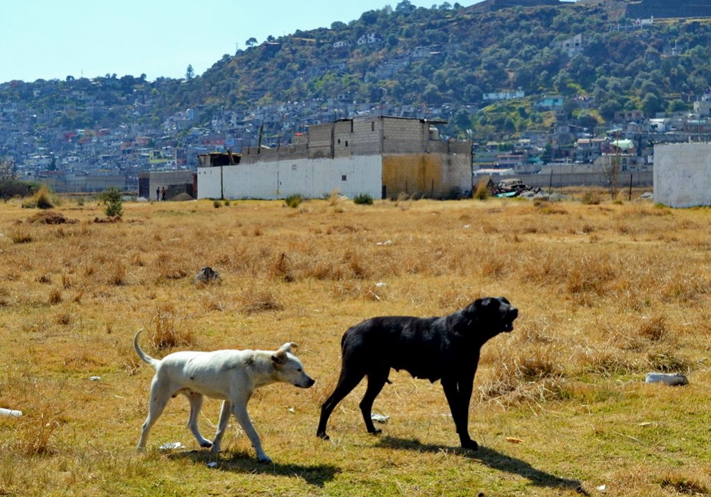 Dominika i Karol Nowakowscy na obozie wysokogórskim w Meksyku. W Meksyku jest mnóstwo bezpańskich psów, na szczęście nie gryzą i żyją swoim życiem blisko ludzi. Fot. Karol Nowakowski