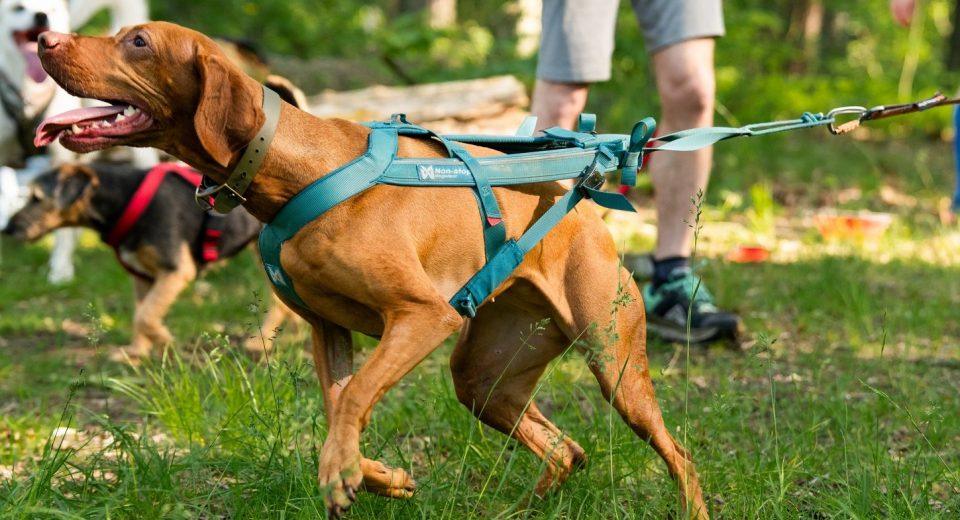 Paleo Warsaw Dog Run