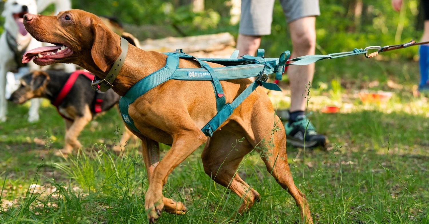 Paleo Warsaw Dog Run