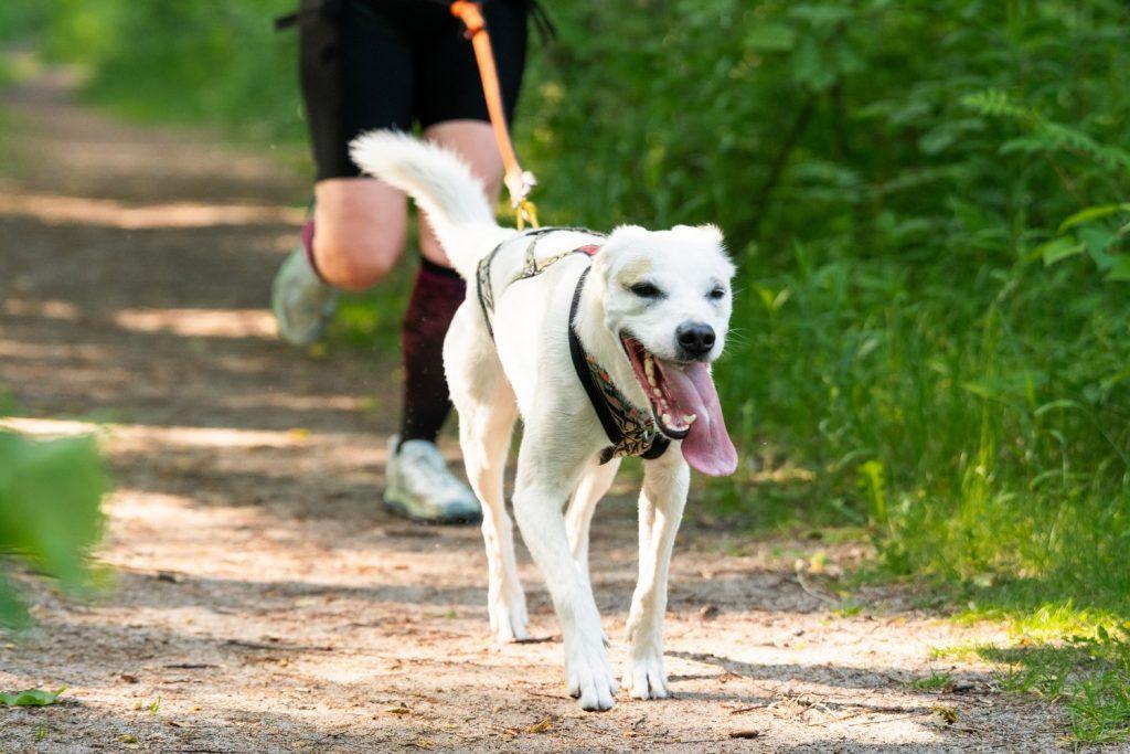 Paleo Warsaw Dog Run