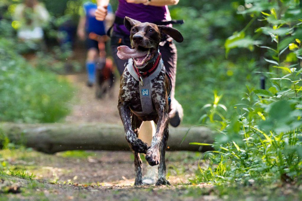 RAW PALEO WARSAW DOG RUN