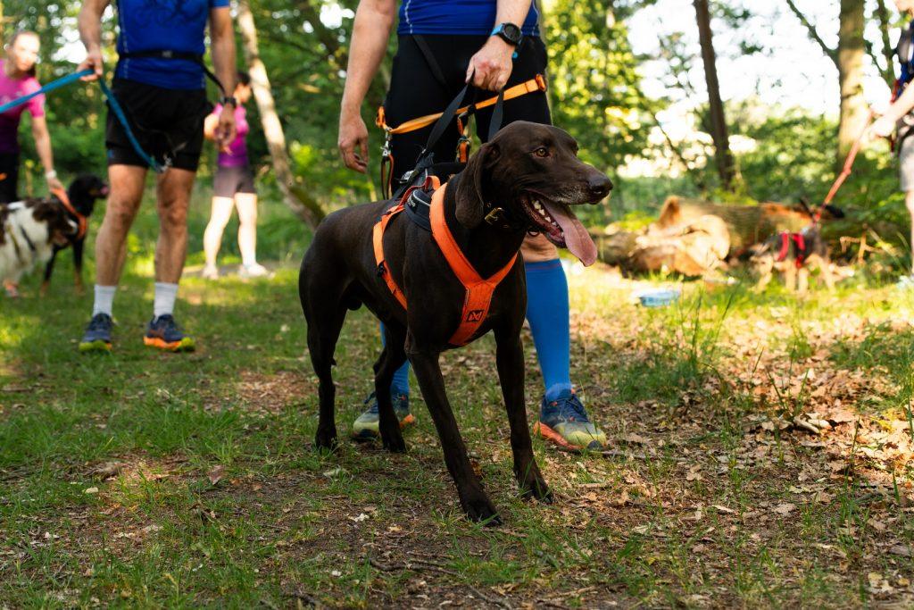 RAW PALEO WARSAW DOG RUN