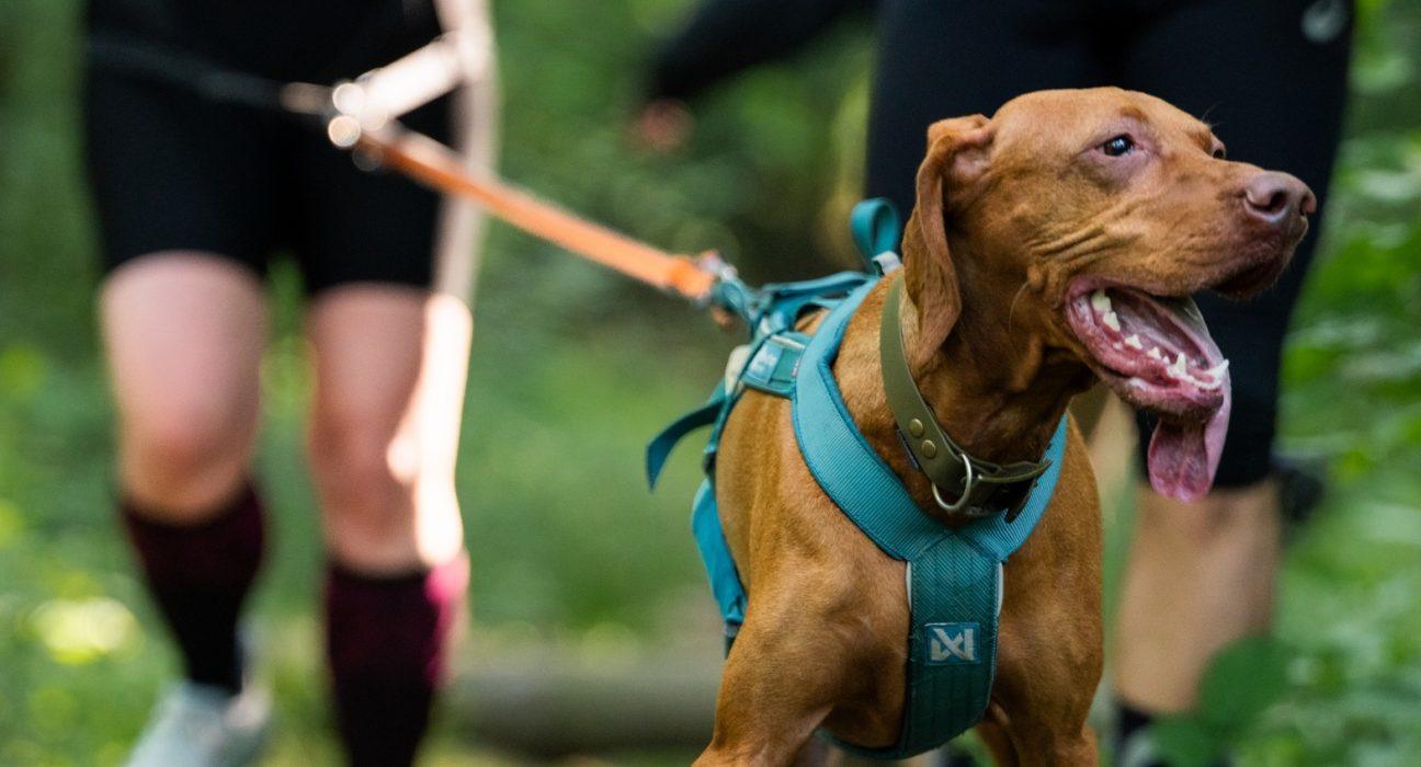 RAW PALEO WARSAW DOG RUN