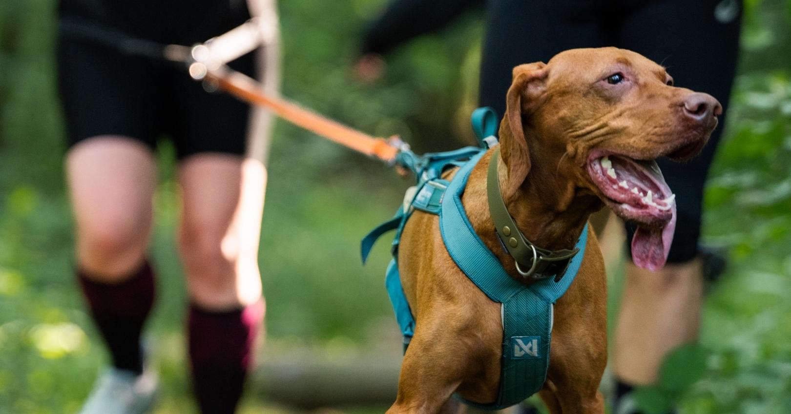 RAW PALEO WARSAW DOG RUN