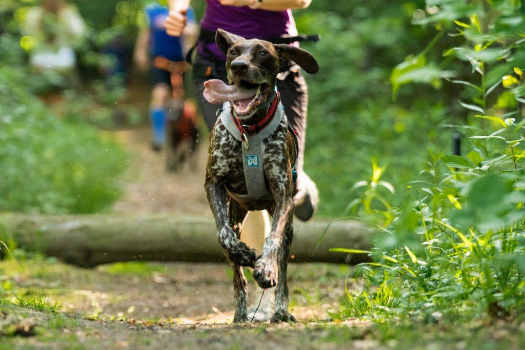 RAW PALEO WARSAW DOG RUN