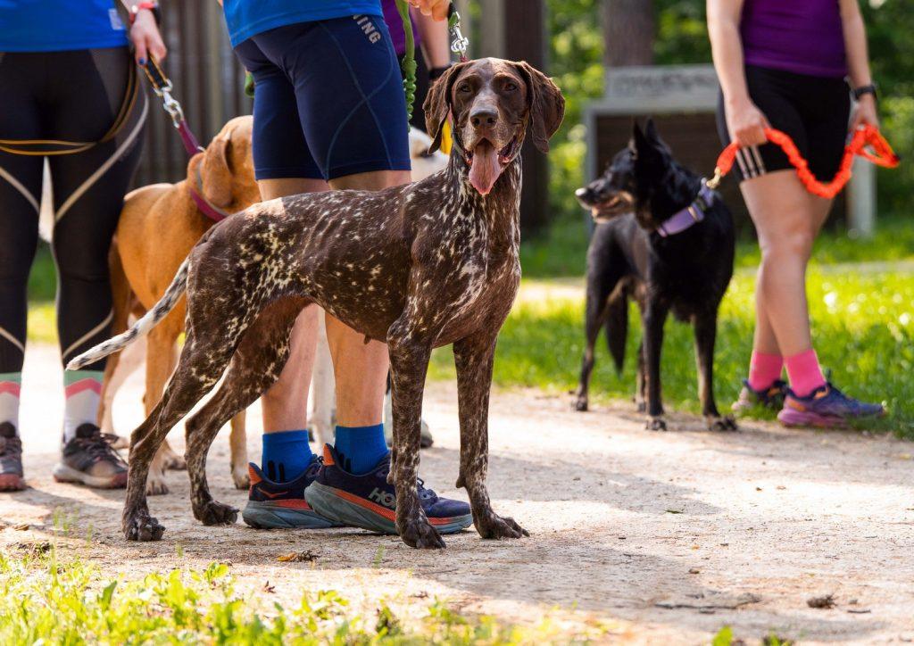 RAW PALEO WARSAW DOG RUN canicross dogtrekking