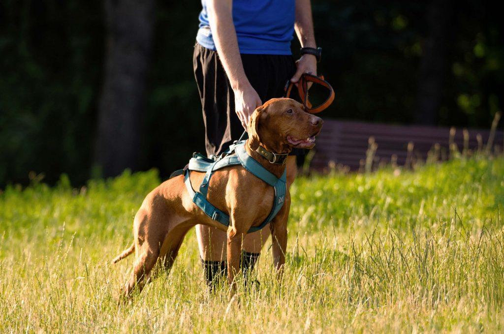 RAW PALEO WARSAW DOG RUN canicross dogtrekking