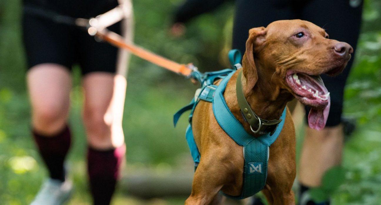 Raw Paleo Warsaw Dog Run