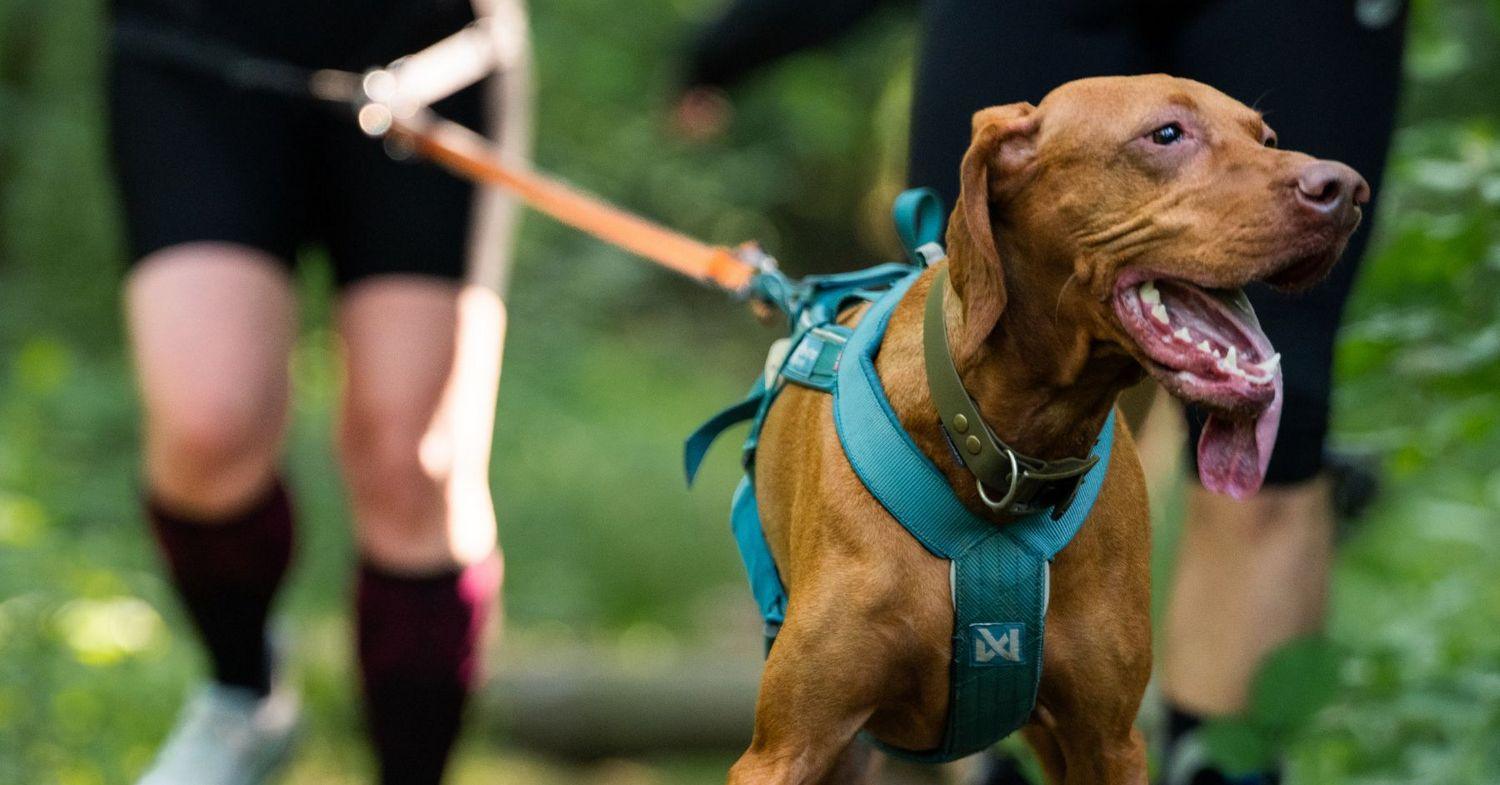 Raw Paleo Warsaw Dog Run