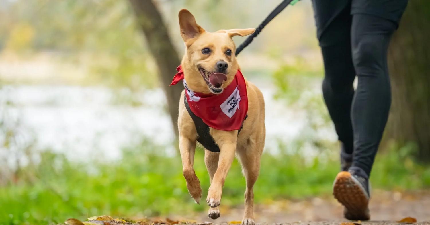2. RAW PALEO Warsaw Dog Run 2026
