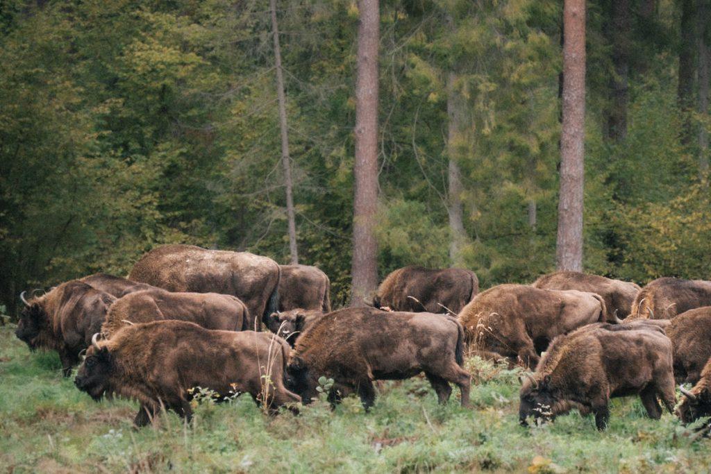 Bison Ultra-Trail 2026