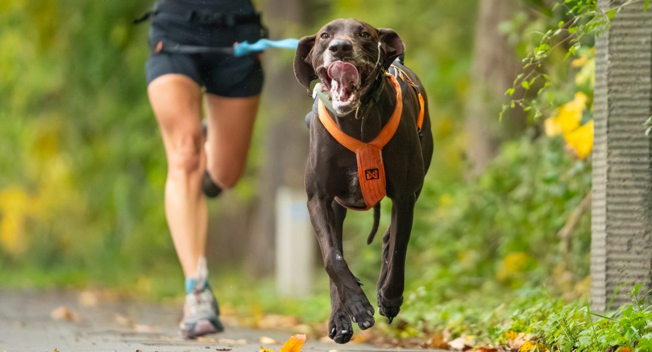 RAW PALEO Warsaw Dog Run