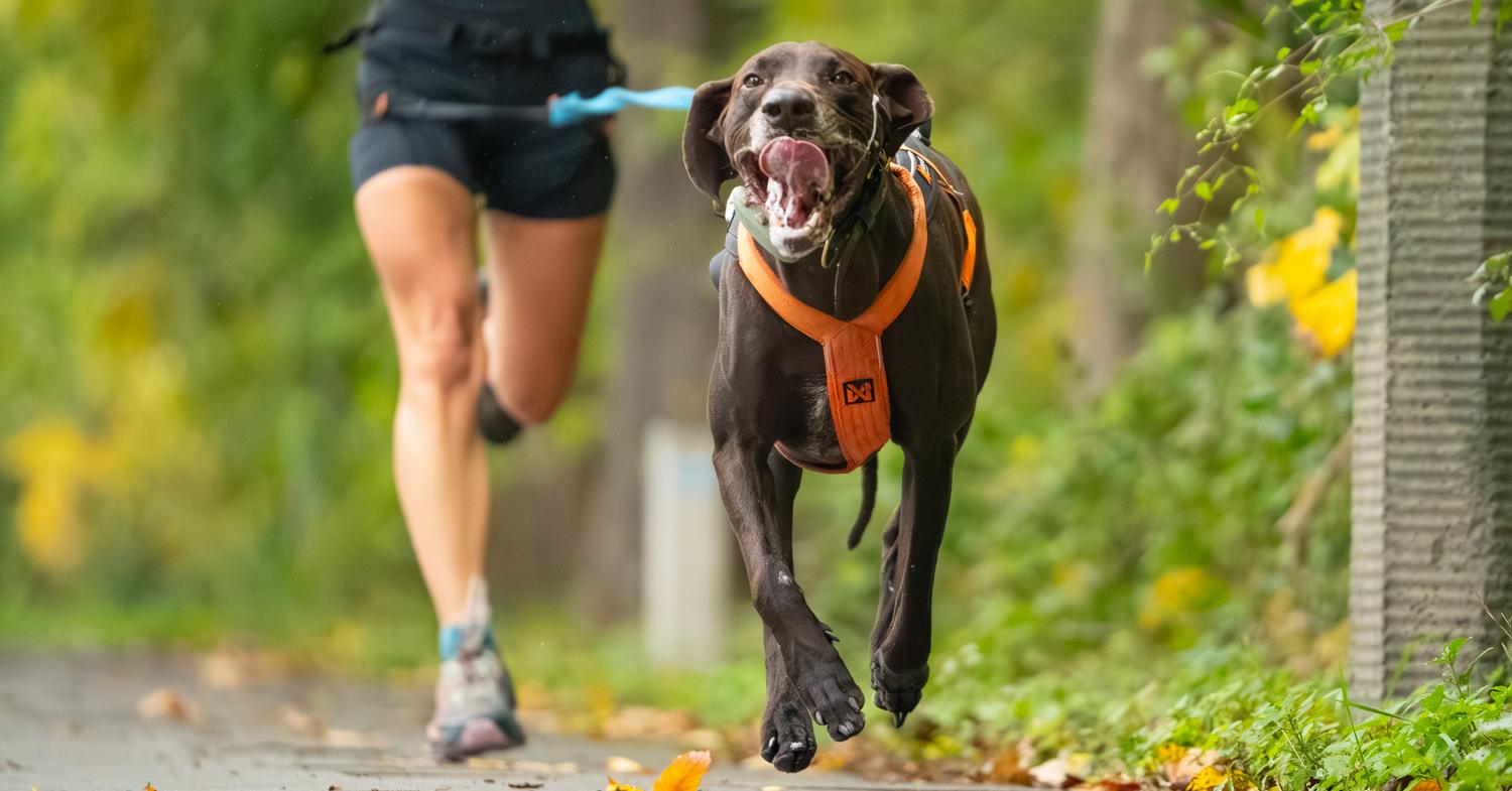 RAW PALEO Warsaw Dog Run